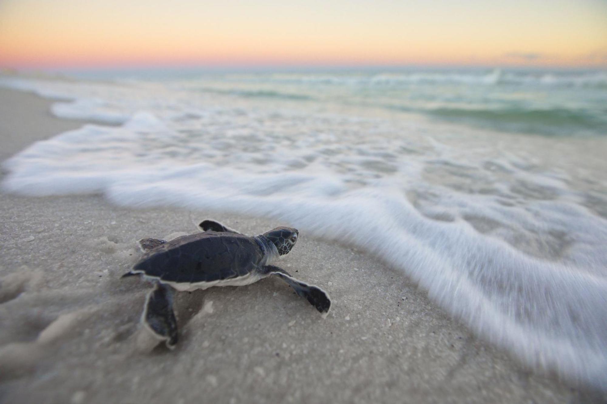 Apartment Turtley Getaway